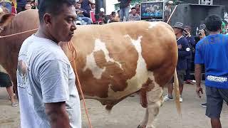 sapi termahal bintang sakti 400jt