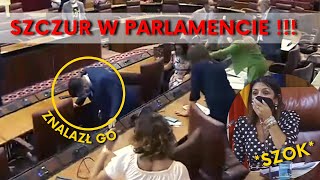 [HISZPANIA] Posiedzenie parlamentu przerwał szczur ... [WIDEO]