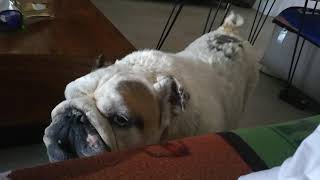 My brother's English Bulldog (Joe) barking to me