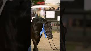 Embracing Equine Serenity Finding My Daily Peace Through Horses #horse #equestrian #equestriansport