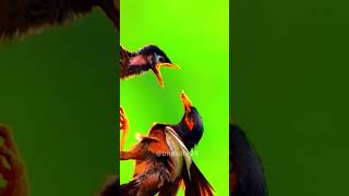 Birds life the baby bird is very hungry #birds #birdslover  #shorts #animals #viralvideo #bird