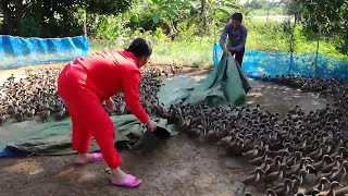 How This Smart Farmer Made $10,000 in One Year Raising 5,000 Ducks #farmlife #food #duck #ducking