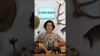 🐻🐺 TODO sobre ANIMALES SALVAJES 🐯🦁