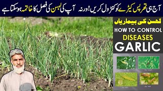 Lehsan Ki Bemariyan | Thrips Control In Garlic | Garlic Diseases | Garlic Disease Control