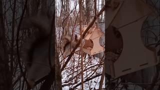 Бусинка и Жених пришли на завтрак первые ❄⛄🐾😋🌰❤🐿🐿❤🤗