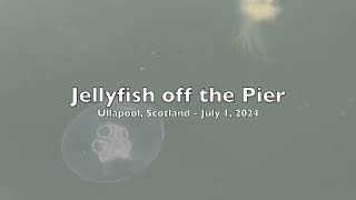 Jellyfish in Ullapool Scotland