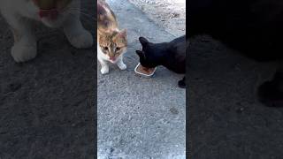 Treated street cats with food 🥘 🐈‍⬛🐈 #cat #shorts