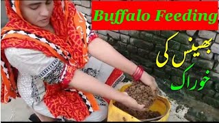 Buffalo Feeding by Girl in Village || Daily Routine || Village Girls Life