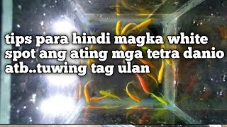 Tag ulan tag lamig at white spot sa ating mga tetra