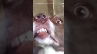 Cute dog😂😂😂😂funny dog😂😂😂😂😂😂