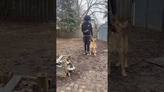 German Shepherd Focus training - TkoCanines