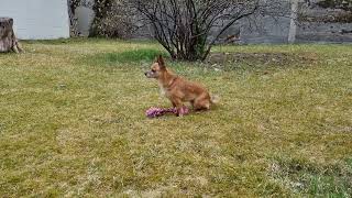 Donna the dog playing in the backyard