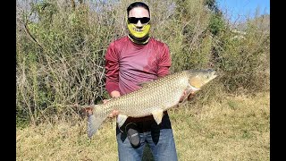 22LB Grass Carp Fishing in Austin, Emma Long Park