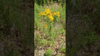 Le Millepertuis : La Plante Anti Tristesse - St. John’s Wort: The Anti-Sadness Plant