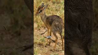 Interesting Facts About The Adorable Dik-Dik