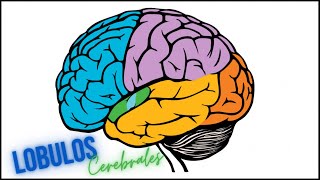 🧠 LÓBULOS  CEREBRALES  🧠