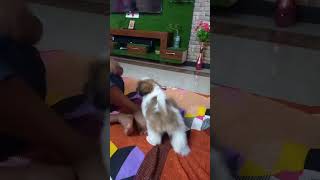 Part 2 Shih Tzu pet