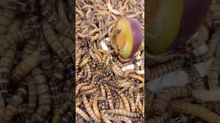 Will Super worms eat plums?