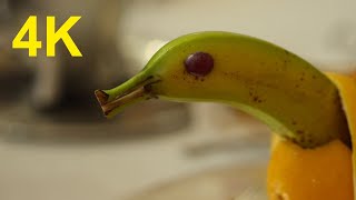 Vídeos 4K Gratuitos: Banana com Cara de Pato