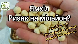 5 КГ Ямхіл Yamhill Розбір та огляд сорту. НЕ САДЖАЙТЕ ПОКИ НЕ ПОДИВИТЕСЬ ВІДЕО!