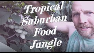 #Permaculture Food #Jungle in #Suburban #Homestead