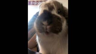 Holland Lop Rabbit loves yogurt drop snacks