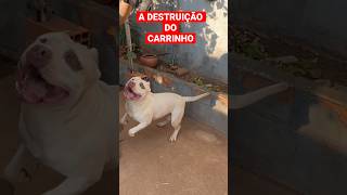 ELE DESTRUIU O CARRINHO -(INSCREVA-SE)*OBRIGADO*#shorts #tiktok #viral #pitbull #cachorro