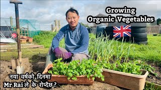 Transplanting home grown seedlings | Grow Organic Veggies | नया वर्ष बारीमा बिरुवा रोपेर सुरु गरियो