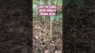 Gubug Untuk Nunggu Durian jatuh #shorts