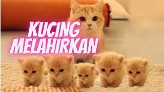 Begini Detik-Detik Kucing Melahirkan 5 Ekor