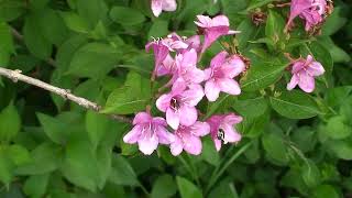 fiori  in un giardino : tante varieta' anche rare