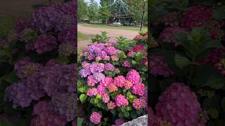 Ôi đẹp xỉu! Hoa tú cầu (Hortensia) đẹp quá xá! #hortensias #hoa #camtucau #shorts