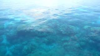 Summers Day Glassout Closup Bashful Great Barrier Reef Snorkeling.AVI