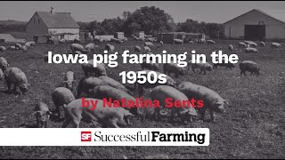 Iowa pig farming in the 1950s