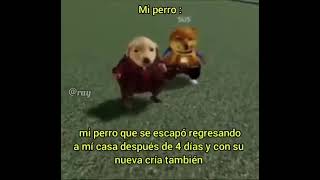 Mi perro: