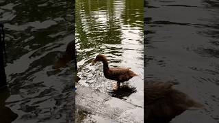 Chilling Duck #duck #birds #ponds #village #হাঁস #cute #cutepets #pets #roys_home #shorts #nature