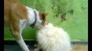 Dog eats Cat (Cachorra comendo um Gatinho)