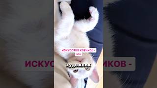 Выпендреж💯Лиловый бурманский котенок готов украсить вашу жизнь. Спешите! Такого позера еще поискать