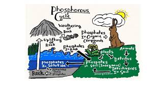 Soil Phosphorous