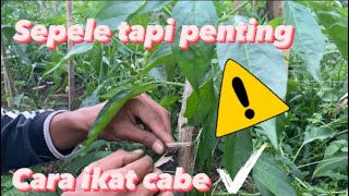 Mengikat cabe supaya tidak patah/rebah