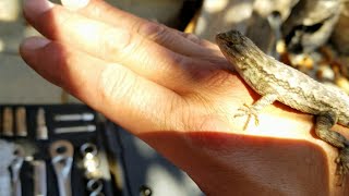 Domesticated Western Fence Lizard Is A Little Too Friendly, Feeding out of My Hand