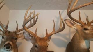 Big bucks