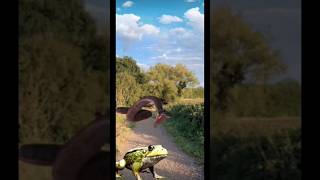 Anaconda attack frog funny vfx shorts#shorts#viral#anaconda#attack frog#vfx#omvfx...