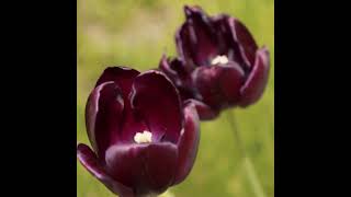 Tulips Planted in Dedication to COVID Patients