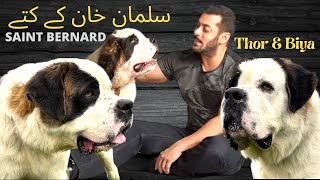 DOGS OF SALMAN KHAN |ST.BERNARD|