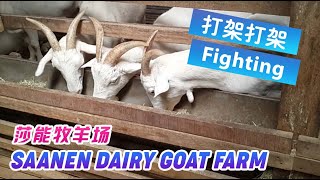 【Malaysia马来西亚】2015 Saanen Dairy Goat Farm 莎能牧羊场 | 吃草打架 | 喂小羊喝奶 | Cute