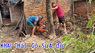 Khai Thác Những Cây Gỗ Sưa Đỏ Quý Hiếm - Gỗ Sưa Vẫn Là Gỗ Tốt Nhất Đẹp Nhất Và Giá Trị Nhất