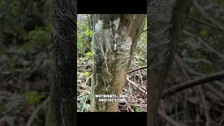 The Hidden Forest Beneath: How Mycelium Connects All Life