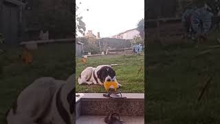 Smart Dog bring's his food to safty