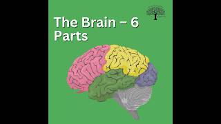 🧠The Brain – 6 Parts Mnemonic (TOP Brain For Cognition)